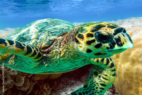 Hawksbill sea turtle swimming in Indian ocean in Maldives  close up