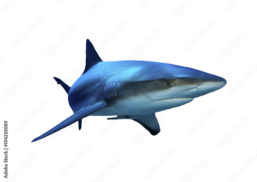 Fototapeta premium Rekin na białym tle. Grey Reef Shark wyłącznik na białym tle