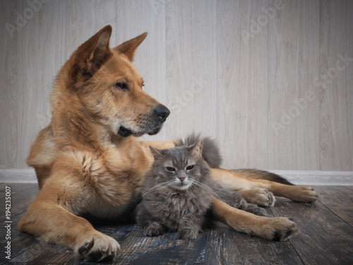 Friendship dogs and cats © kozorog