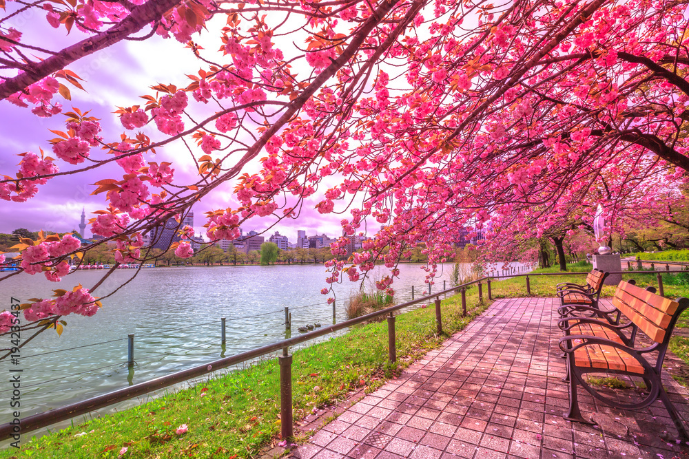 Fototapeta premium Ławki pod kwitnącymi drzewami wiśni podczas Hanami wzdłuż stawu Shinobazu w parku Ueno, w pobliżu stacji Ueno, w centrum Tokio. Park Ueno uważany jest za najlepsze miejsce w Tokio na kwiaty wiśni.