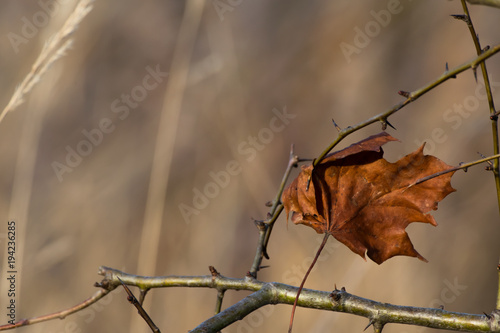 Dry Leaf in Wood