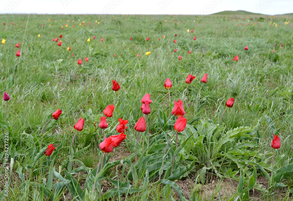 Red tulips of Shrenk in the Caspian steppe. Kalmykia