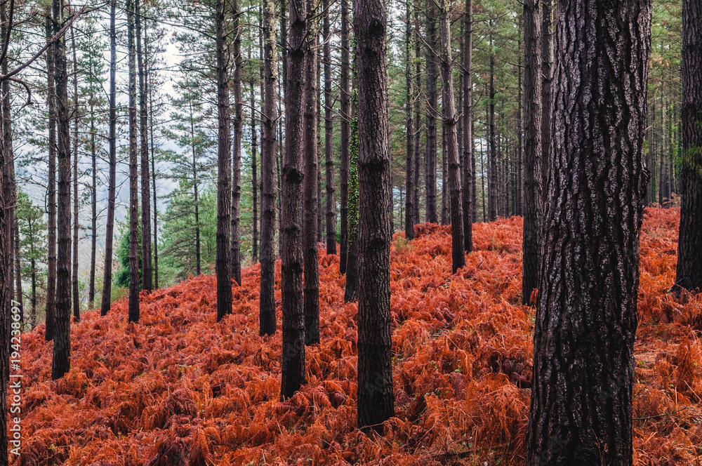 Fototapeta premium Forêt de pins - Pays Basque