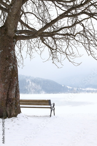 Baum mit Bank an gefrorenem See in winterlicher Berglandschaft