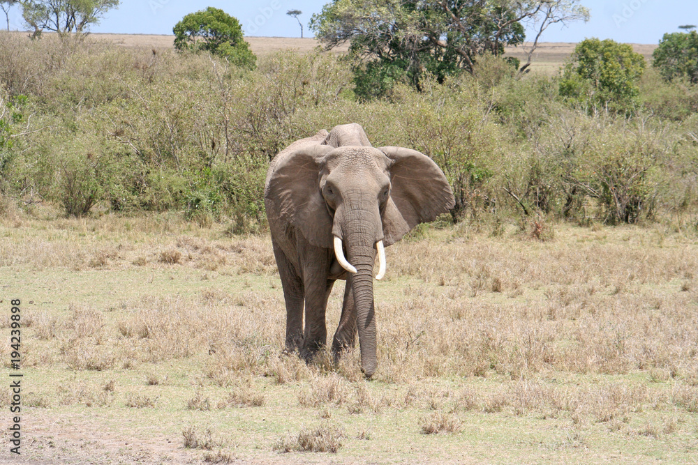 Fototapeta premium Elefant im Nationalpark