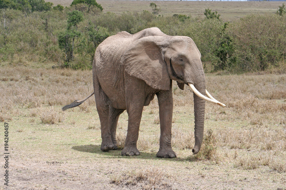 Fototapeta premium Elefant im Nationalpark