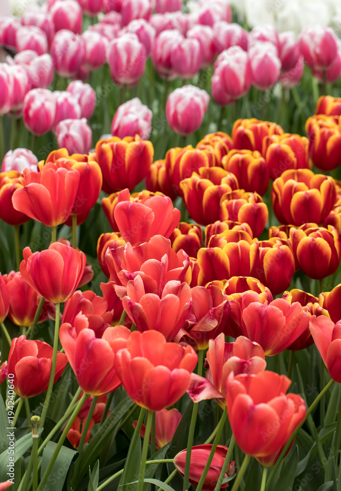 romantic path in the park between blooming colorful tulips and romantic path in the park between blooming colorful tulips and