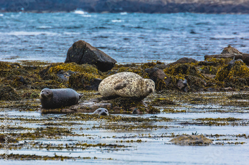 Shetland Seals