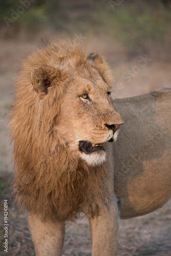 A vertical  close up  cropped colour photograph of a golden-maned lion  Panthera leo  standing in side light in the Greater Kruger Transfrontier Park  South Africa.