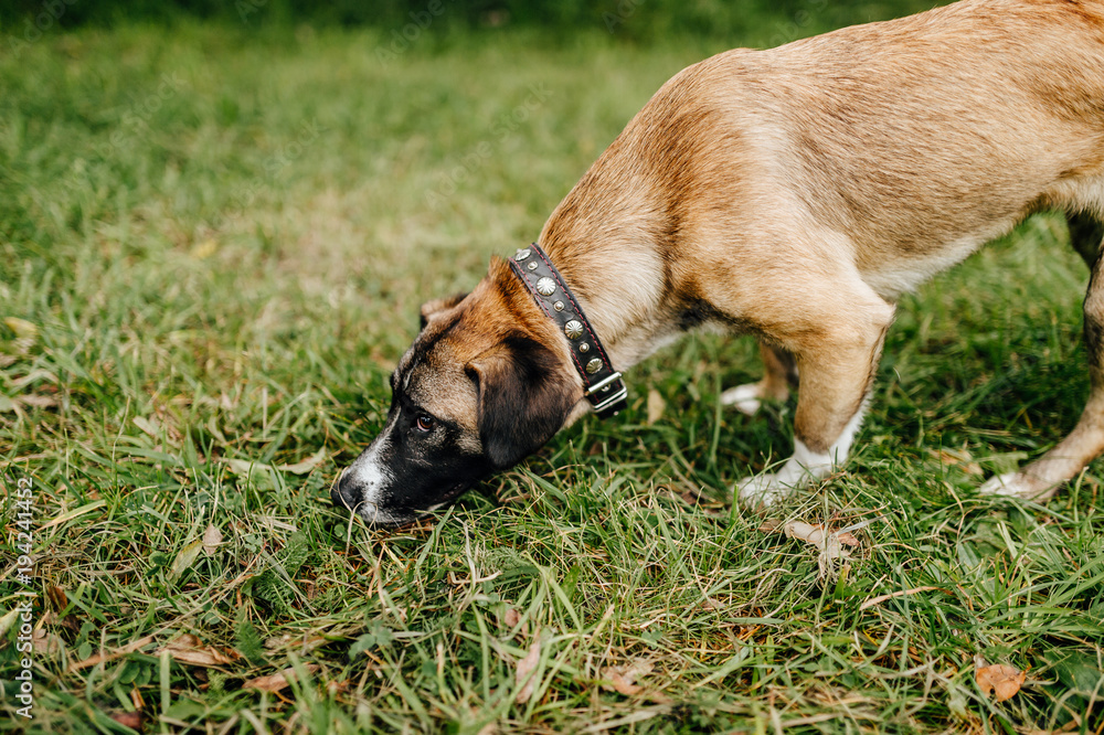 Happy playful frisky fast and furious puppy enjoying freedom at nature. Mad crazy funny cheerful lovely little dog running and jumping outdoor. Restless domestic pet playing. Glad active aminal. Happy playful frisky fast and furious puppy enjoying freedom at nature. Mad crazy funny cheerful lovely little dog running and jumping outdoor. Restless domestic pet playing. Glad active aminal.