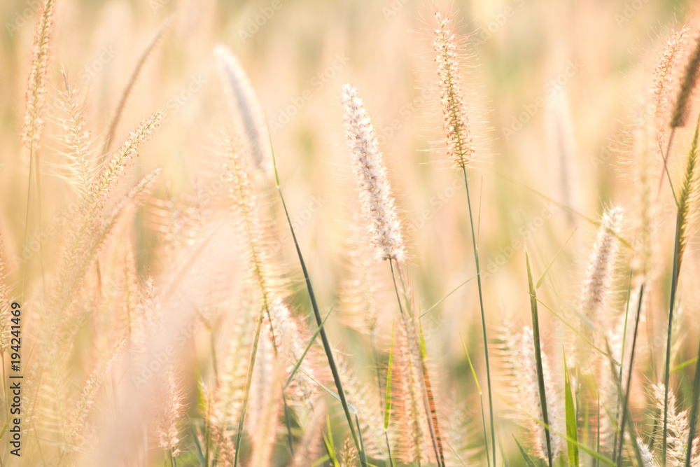 Fototapeta premium Good morning with golden light and fields full of grass in winter.