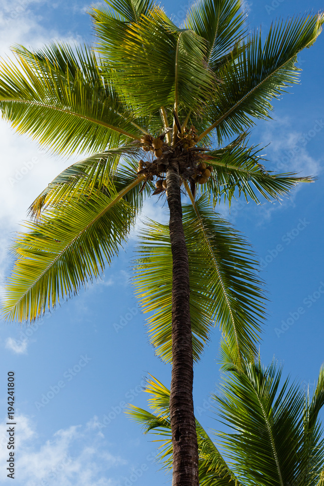 Beautiful palms of Dominican Republic. Palms trees growing on sandy beach. Dominican republic landscape, Caribbean Sea coast, Bavaro area.