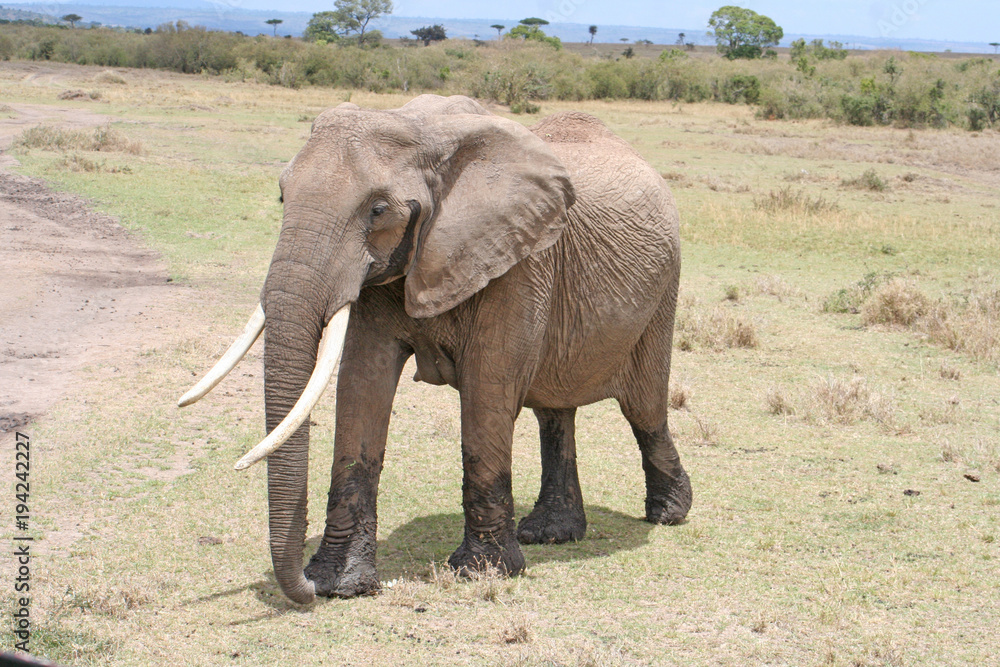 Elefant mit riesigen Stoßzähnen in freier Wildbahn