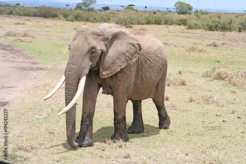 Elefant mit riesigen Stoßzähnen in freier Wildbahn