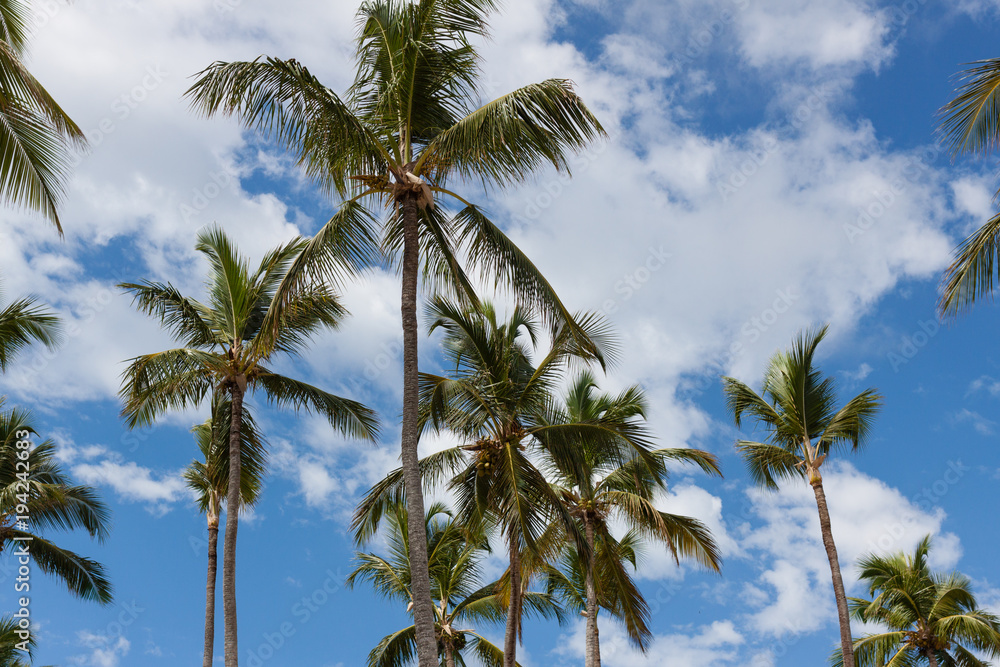 Beautiful palms of Dominican Republic