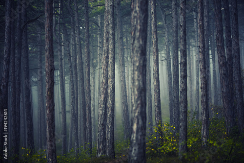 dreamy green forest on misty morning  © babaroga