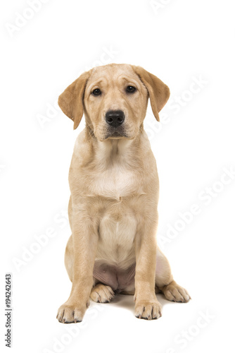 Fototapeta Naklejka Na Ścianę i Meble -  Pretty young labrador retreiver dog sitting looking at the camera
