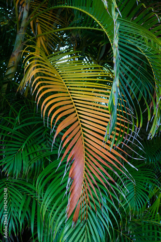 Beautiful palm leaves of Dominican Republic 