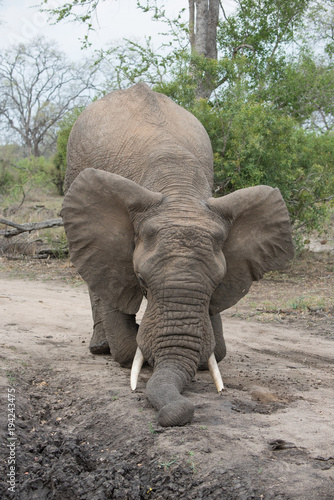 A horizontal, colour photograph of an elephant, Loxodonta africana, kneeling on a dirt road in the Greater Kruger Transfrontier Park, South Africa.