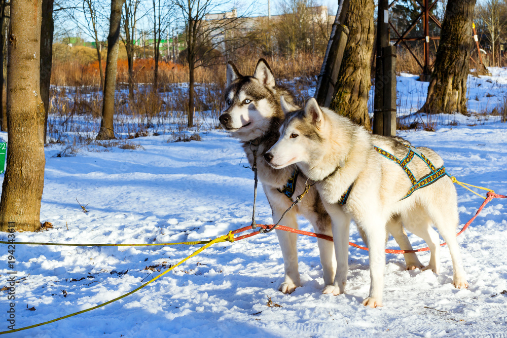 Siberian Husky resting in snow after race. Sled dogs husky harnessed to sports sledding with dogsled on skis. Sports races for animals in sleds harness in snowy winter Park Siberian Husky resting in snow after race. Sled dogs husky harnessed to sports sledding with dogsled on skis. Sports races for animals in sleds harness in snowy winter Park