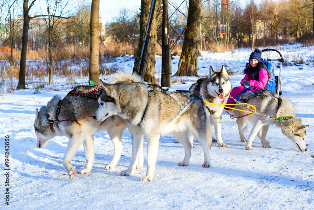 Girl riding on sled pulled by Siberian huskies. Sled dogs husky harnessed to sports sledding with dogsled on skis. Sports races with animals in sleds Girl riding on sled pulled by Siberian huskies. Sled dogs husky harnessed to sports sledding with dogsled on skis. Sports races with animals in sleds
