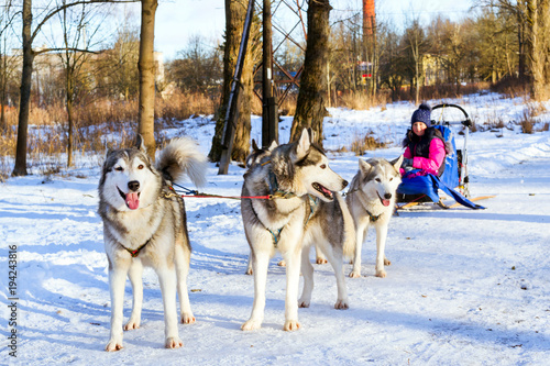 Girl riding on sled pulled by Siberian huskies. Sled dogs husky harnessed to sports sledding with dogsled on skis. Sports races with animals in sleds