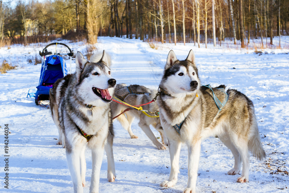 Siberian Husky resting in snow after race. Sled dogs husky harnessed to sports sledding with dogsled on skis. Sports races for animals in sleds harness in snowy winter Park Siberian Husky resting in snow after race. Sled dogs husky harnessed to sports sledding with dogsled on skis. Sports races for animals in sleds harness in snowy winter Park