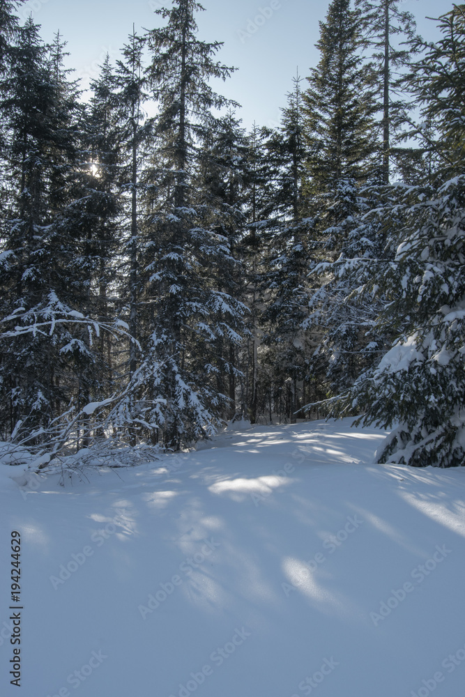 Snowy winter forest with fir trees and pine trees with white snowdrifts and blue sky Snowy winter forest with fir trees and pine trees with white snowdrifts and blue sky