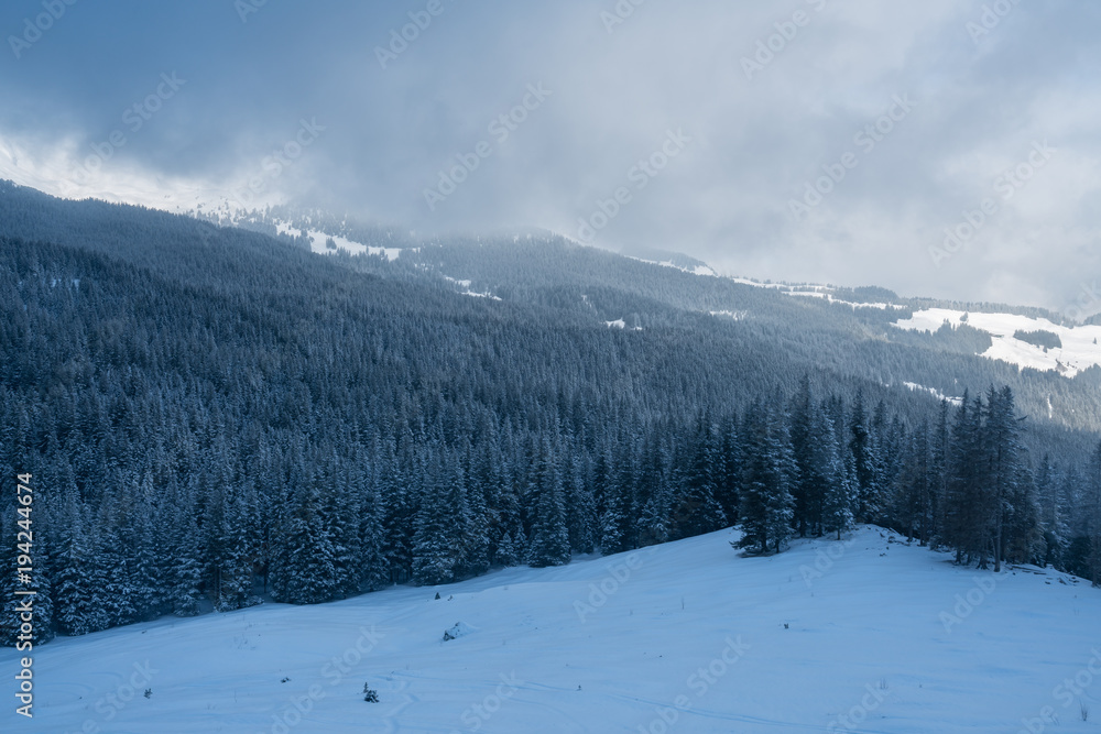 Cool coniferus forest - Taiga Forest - snow forest at Jungfrau Mountain - Switzerland.