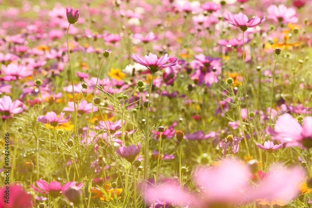 Beautiful cosmos flowers in the garden Beautiful cosmos flowers in the garden
