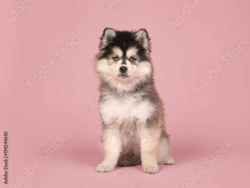 Cute pomsky puppy sitting and looking at the camera on a pink background