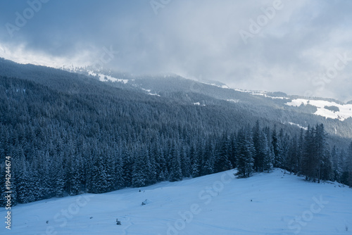 Cool coniferus forest - Taiga Forest - snow forest at Jungfrau Mountain - Switzerland.