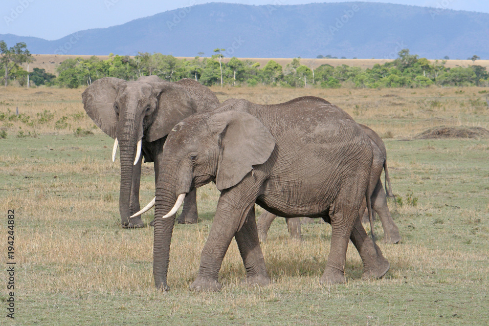 Obraz premium Herde von Elefanten im Nationalpark