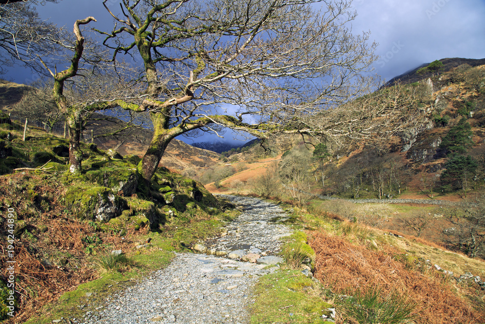 Mountain Oak tree shading the Watkins Path up Snowdon , Wales Mountain Oak tree shading the Watkins Path up Snowdon , Wales