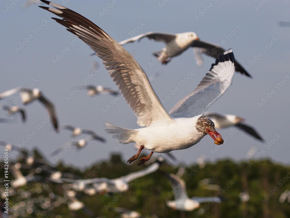 Obraz premium Seagulls in mangrove forest reserve bangpoo Thailand