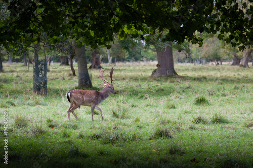 Deer spotted in Phoenix Park, Dublin	 photo