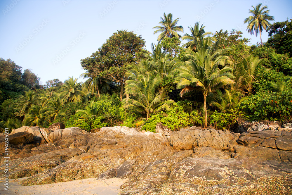 palm trees with coconuts on the beach in Thailand
