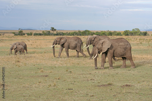 Herde von Elefanten im Nationalpark