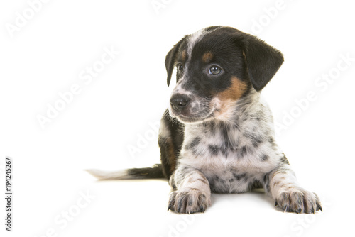 Fototapeta Naklejka Na Ścianę i Meble -  Cute australian shepherd australian cattle dog mix puppy lying down looking to the left on a white background