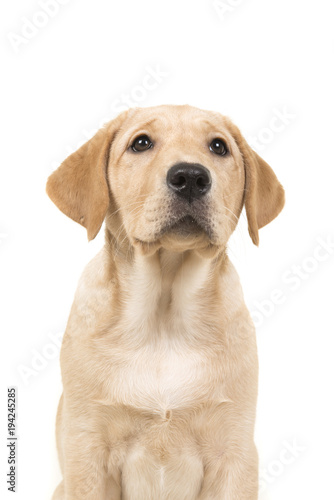 Portrait of a blond labrador retriever dog looking up on a white background