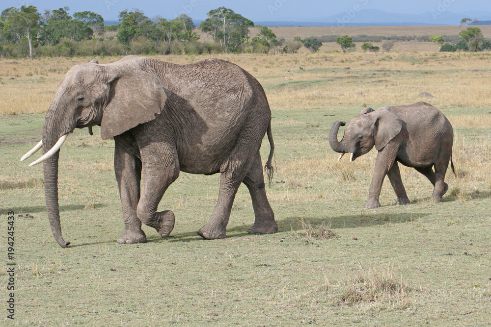 weiblicher Elefant mit Jungtier