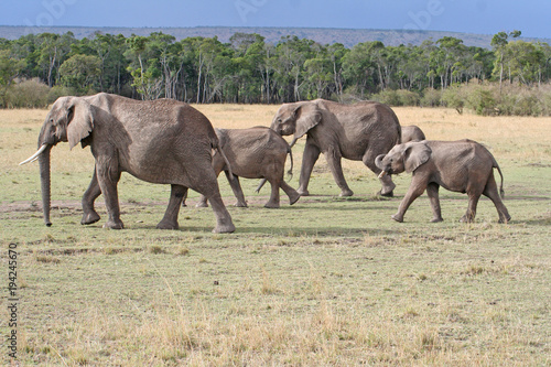 Elefantenfamilie beschützen Jungtiere in freier Natur