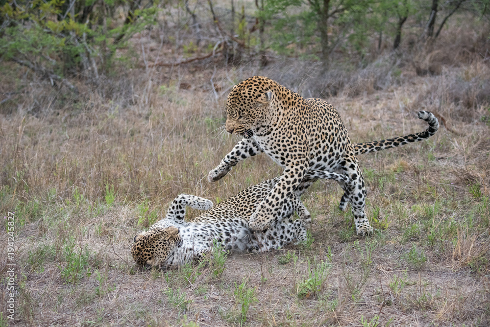 Obraz premium A horizontal, full length, colour photograph of a mating pair of leopards, Panthera pardus, fighting in the Greater Kruger Transfrontier Park, South Africa.