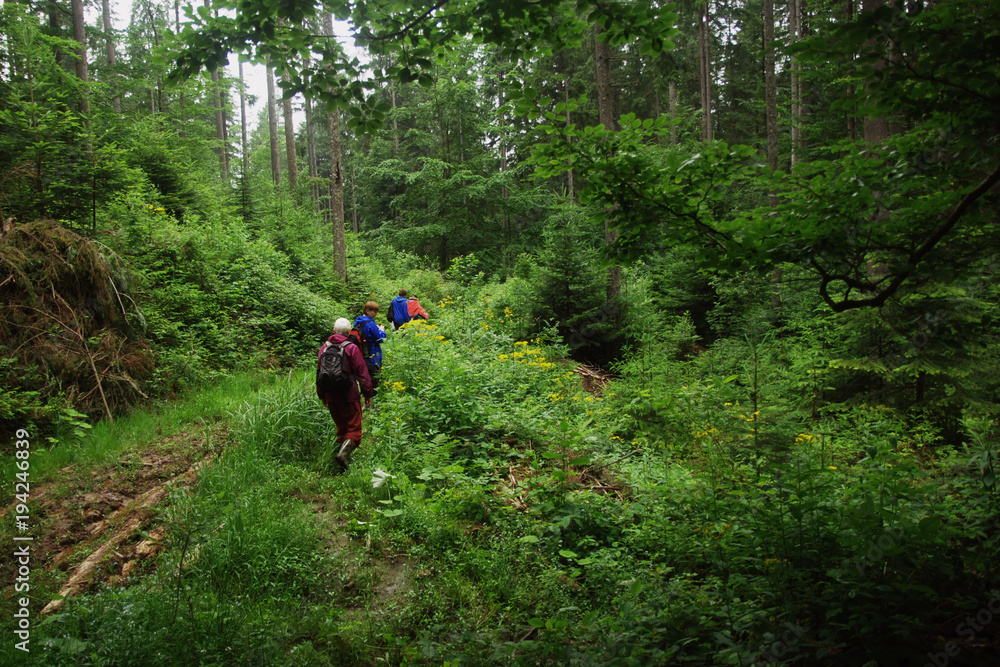 Fototapeta premium Туристы в лиственном лесу