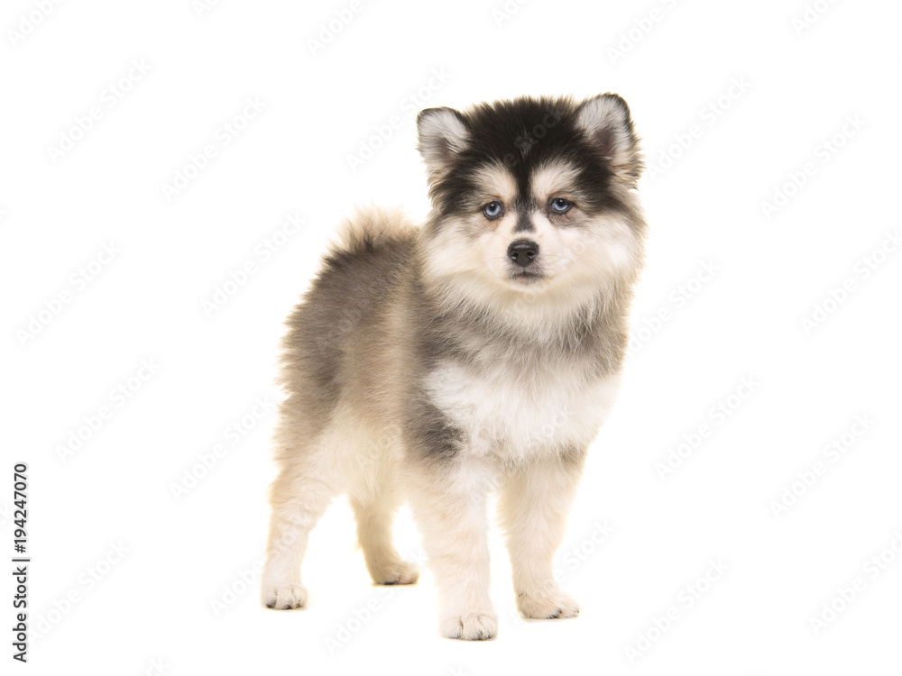 Obraz premium Cute pomsky mini husky puppy standing looking at the camera isolated on a white background