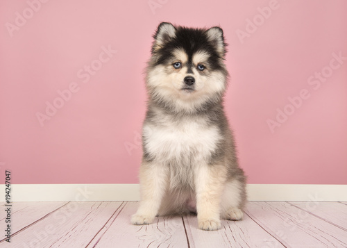 Cute pomsky puppy sitting and looking at the camera in a pink living room studio setting photo