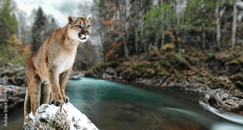 Portrait of a cougar, mountain lion, puma, panther, striking a pose on a fallen tree. Gorge of the mountain river photo