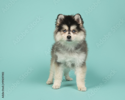 Cute pomsky puppy standing on a turquoise blue background