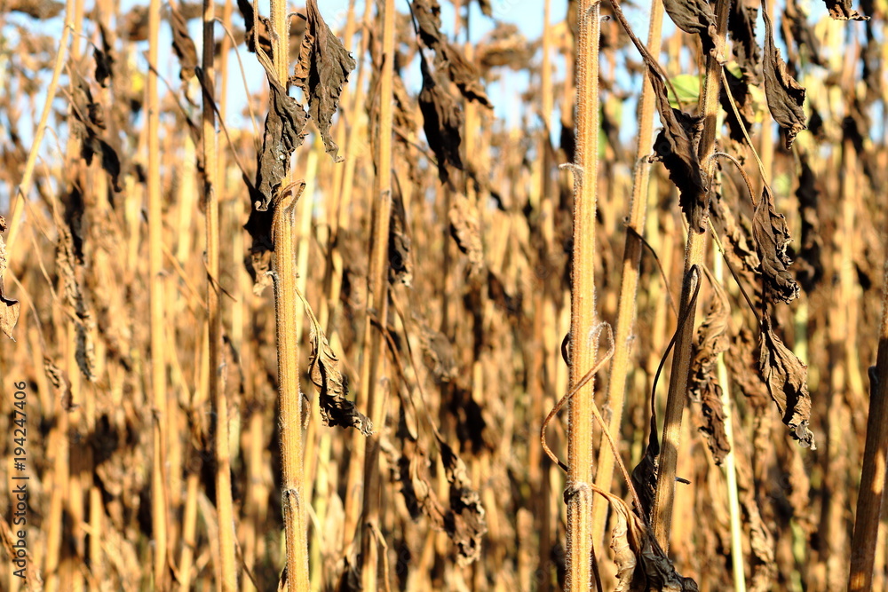Dry stems of sunflower closeup. Sunflower field in the steppe zone of Ukraine. Sunflower is ripe and ready to harvest. Dry stems of sunflower closeup. Sunflower field in the steppe zone of Ukraine. Sunflower is ripe and ready to harvest.
