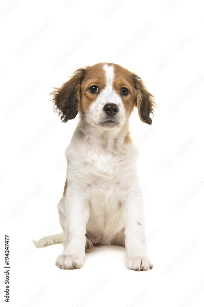 Cute caging dog puppy sitting isolated on a white background